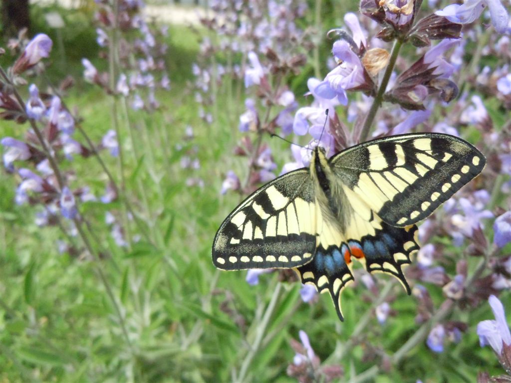 Papilio machaon